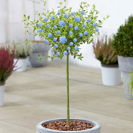 Ceanothus 'Concha' Patio Tree