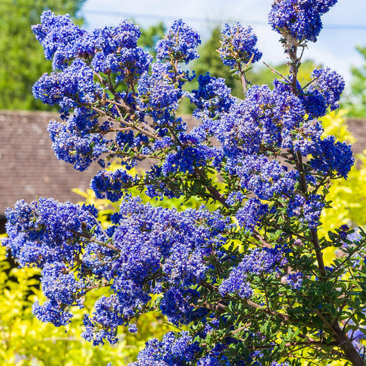 Ceanothus 'Dark Star'