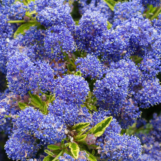 Ceanothus 'Edinburgh'