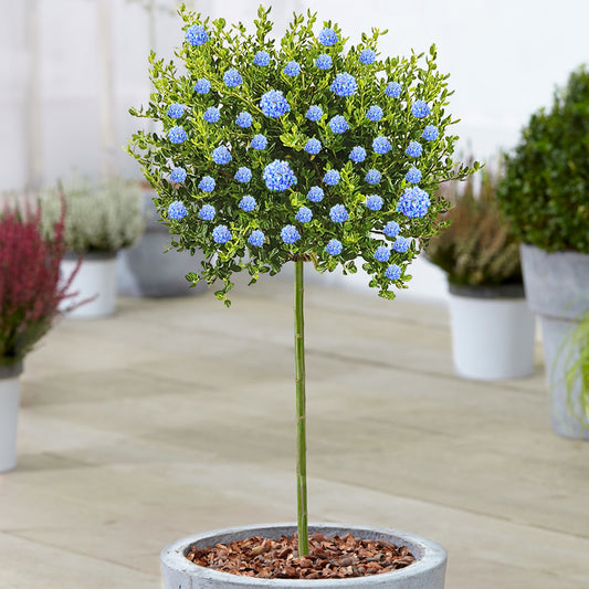 Ceanothus 'Victoria' Patio Tree