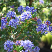 Ceanothus 'Puget Blue'