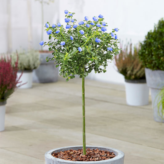 Ceanothus repens Patio Tree