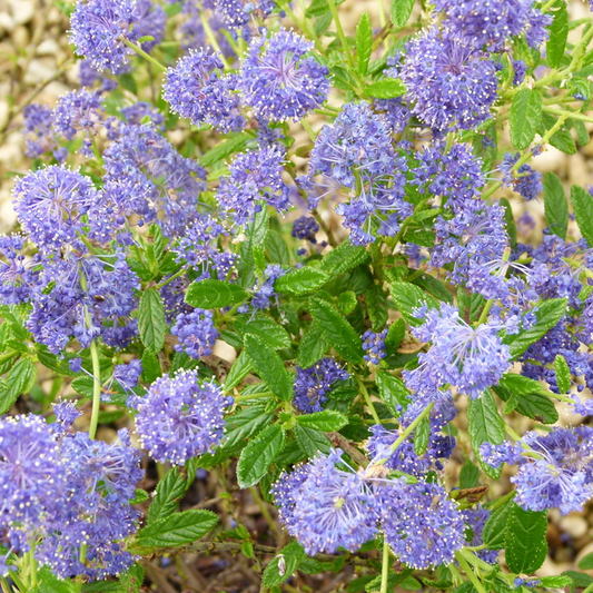 Ceanothus 'El Dorado'