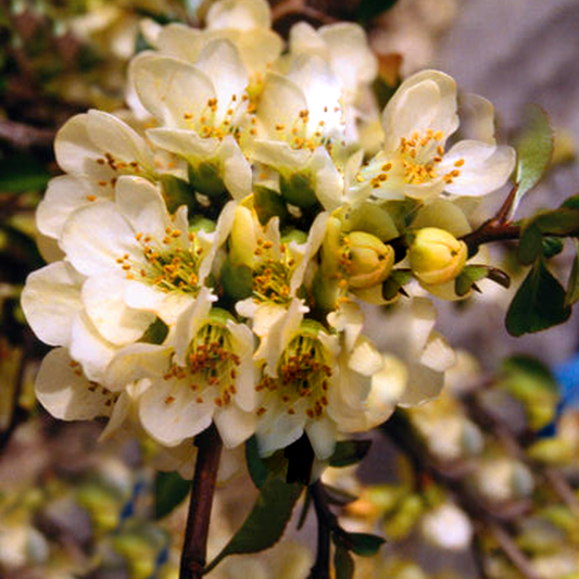 Chaenomeles 'Lemon and Lime'