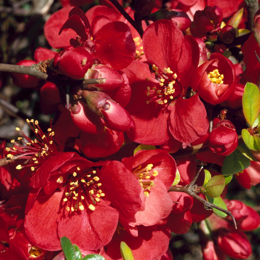 Chaenomeles 'Knap Hill Secret'