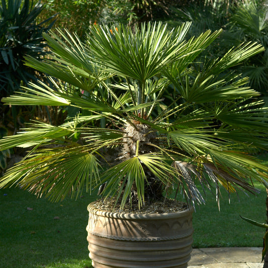 Chamaerops humilis