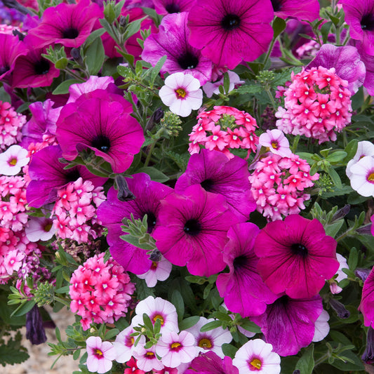 Trio Cherry Kiss Basket Plants