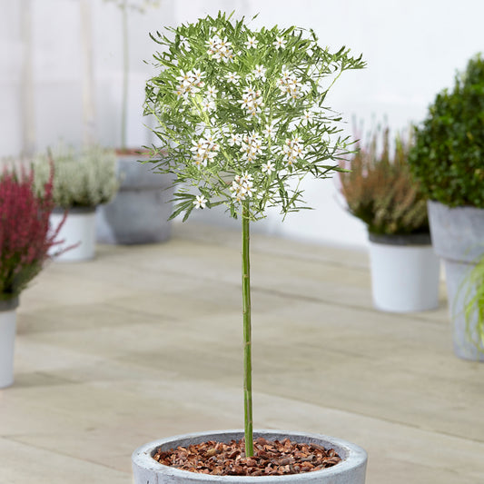 Choisya 'White Dazzler' Patio Tree