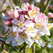 Choisya 'Apple Blossom'