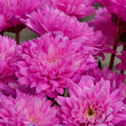 Pink Chrysanthemum