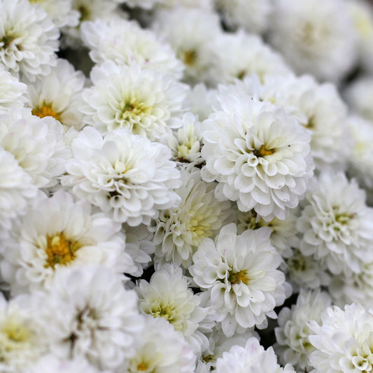 White Chrysanthemum