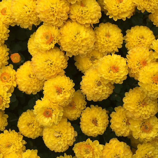 Yellow Chrysanthemum