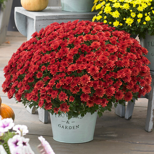 Red Chrysanthemum