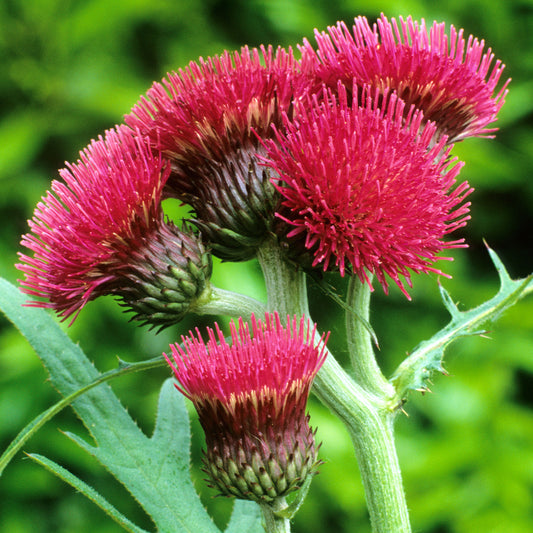 Cirsium 'Atropurpureum'