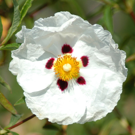 Cistus 'Decumbens'