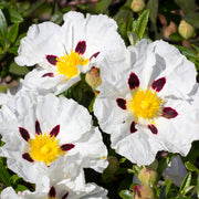 Cistus 'Alan Fradd'