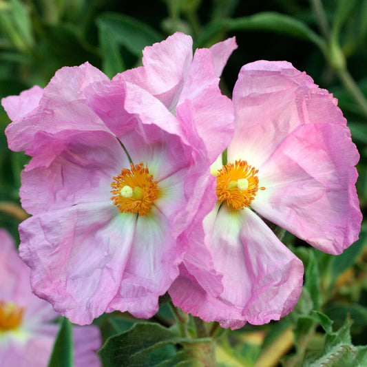 Cistus 'Silver Pink'