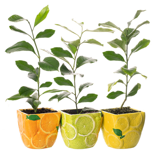 Citrus Trio - Lemon, Lime & Orange