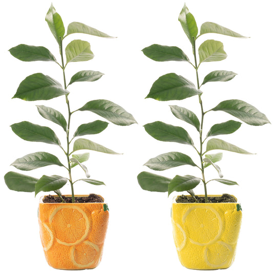 Citrus Duo - Lemon & Orange