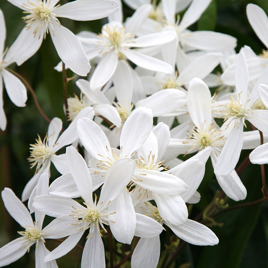 Clematis armandii