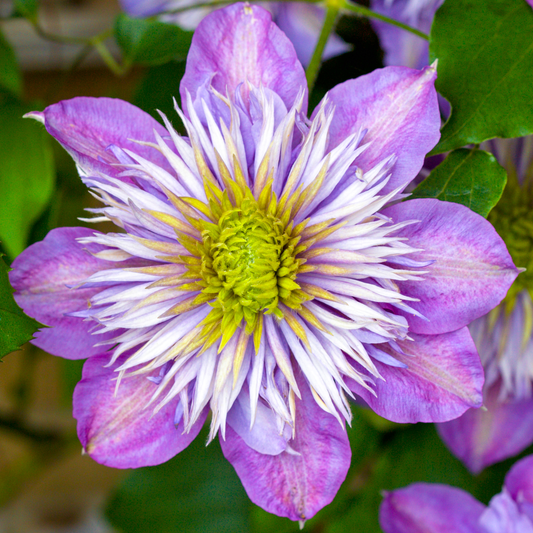 Clematis 'Crystal Fountain'