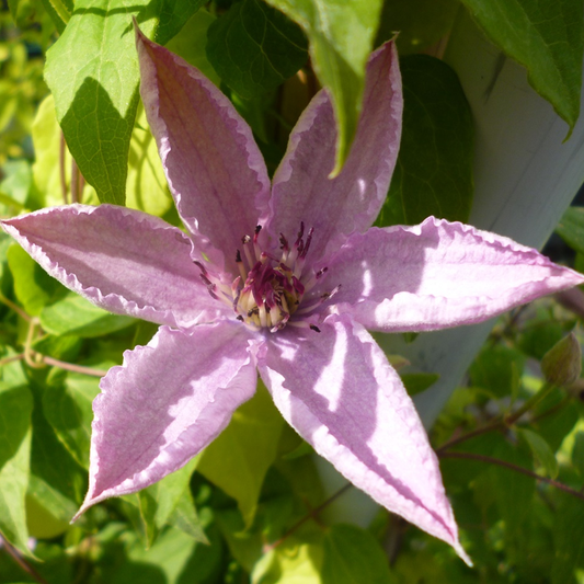 Clematis 'Hagley Hybrid'