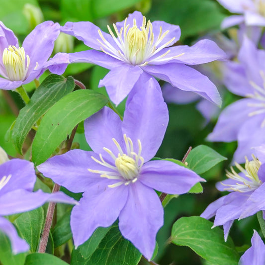 Clematis 'Justa'