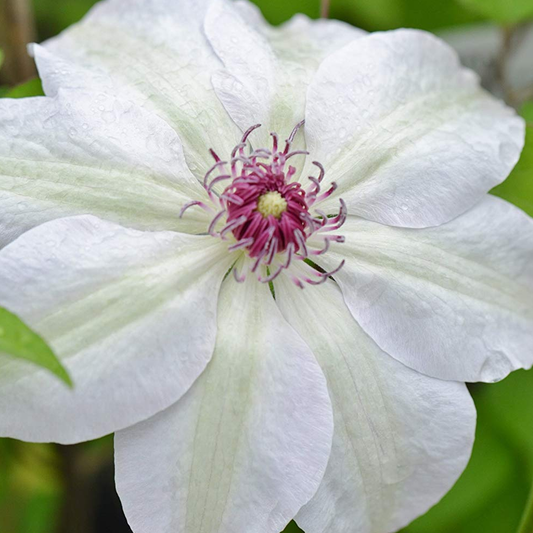 Clematis 'Miss Bateman'