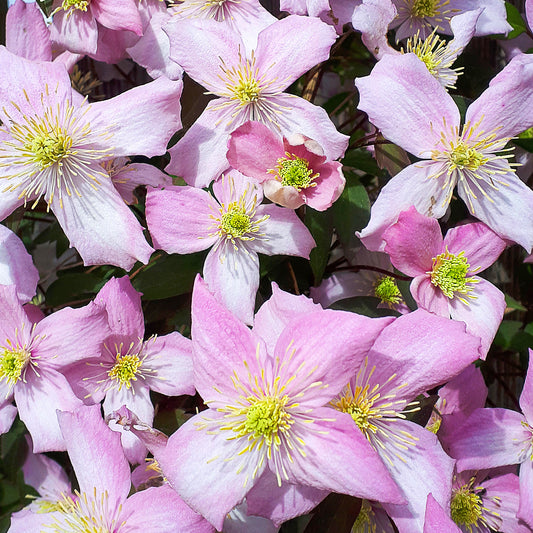 Clematis 'Fragrant Spring'