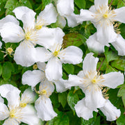 Clematis 'Grandiflora'