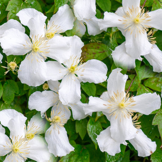 Clematis 'Grandiflora'