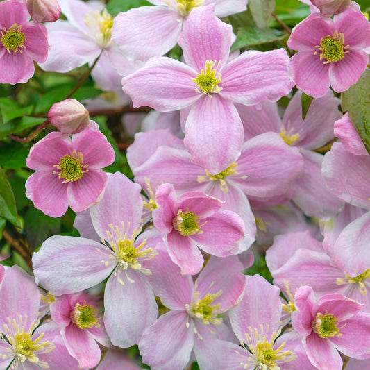 Clematis 'Mayleen'