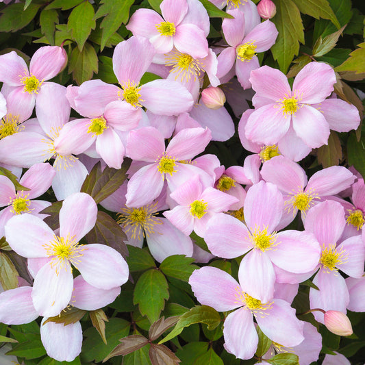 Clematis 'Rubens'