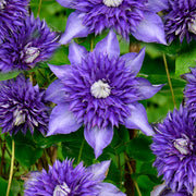 Clematis 'Multi Blue'