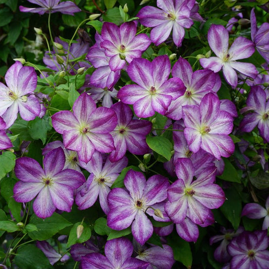 Clematis 'Pernille'