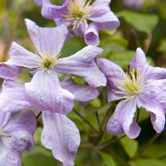 Clematis 'Prince Charles'