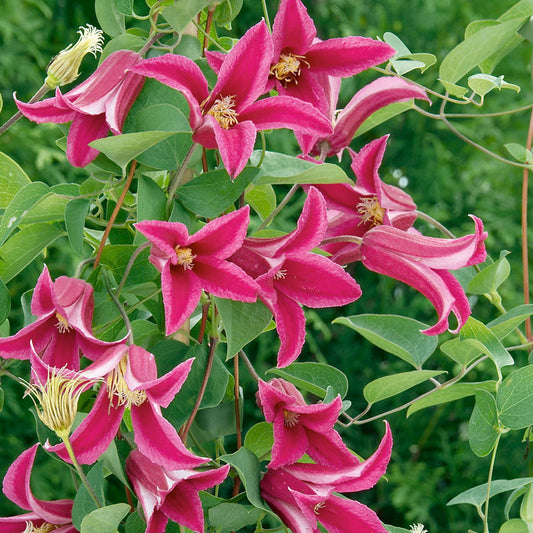 Clematis 'Princess Diana'