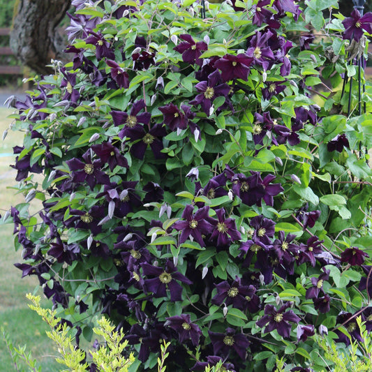 Clematis 'Romatika'