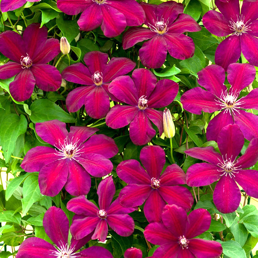 Clematis 'Rouge Cardinal'