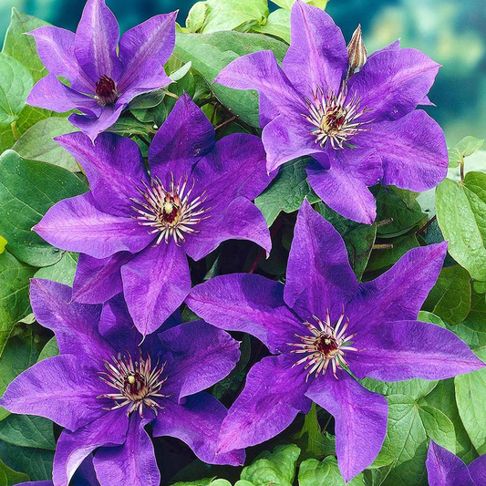 Clematis 'The President'