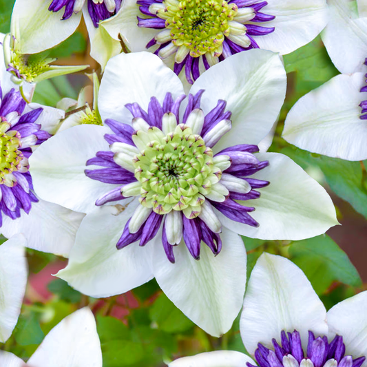 Clematis 'Vienetta'