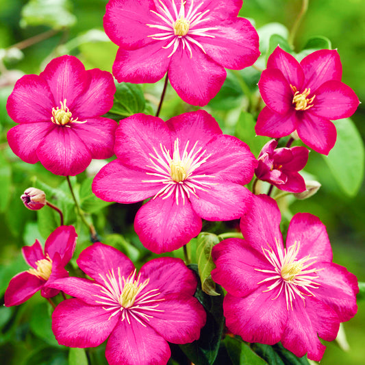 Clematis 'Ville de Lyon'