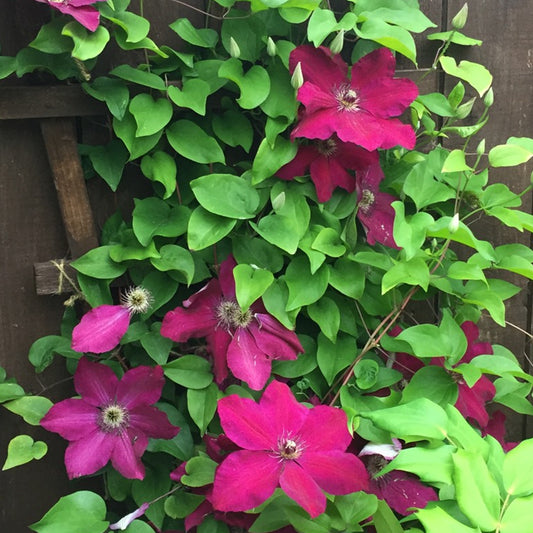 Clematis 'Westerplatte'