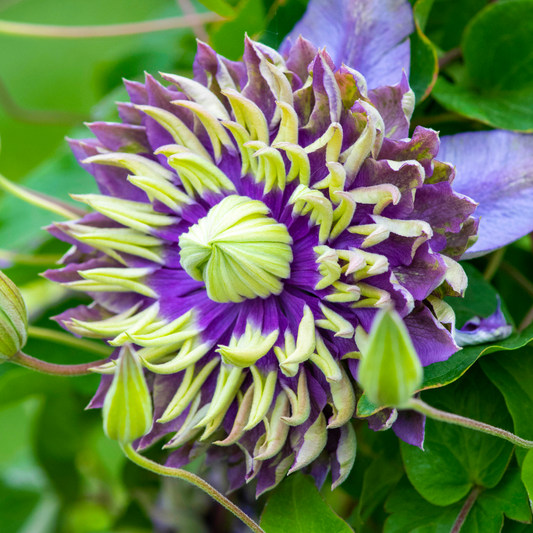 Clematis 'Taiga'