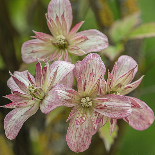 Clematis 'Marjorie'