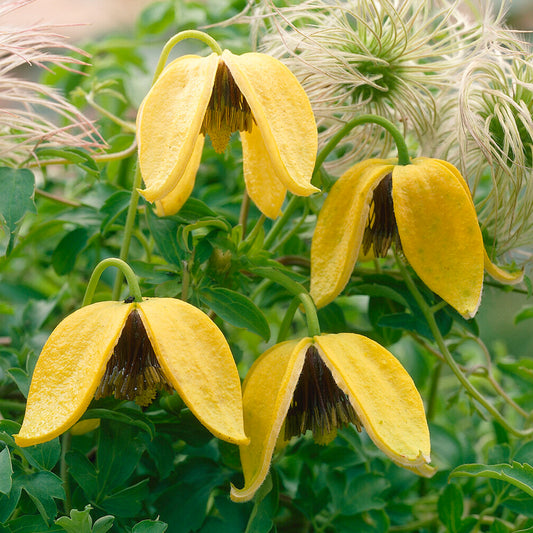 Clematis tangutica