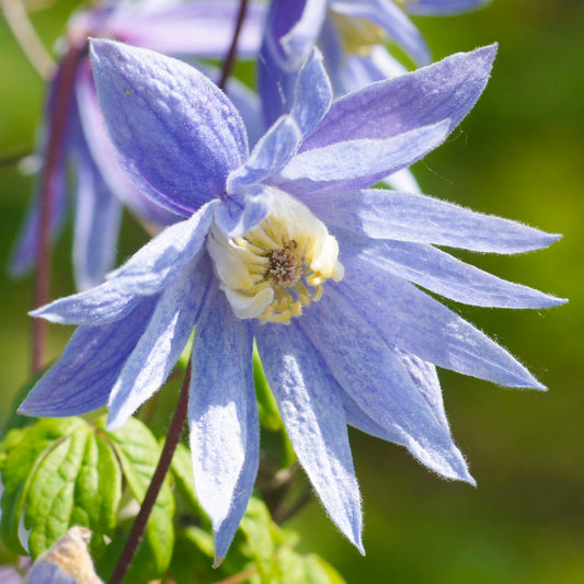 Clematis alpina