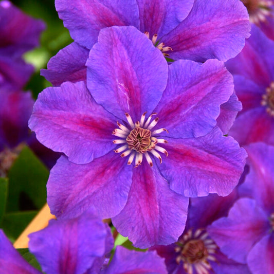 Clematis 'Ashva'