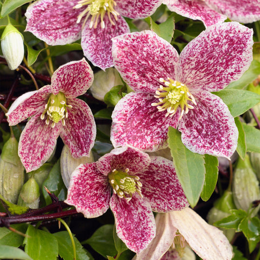 Clematis 'Freckles'