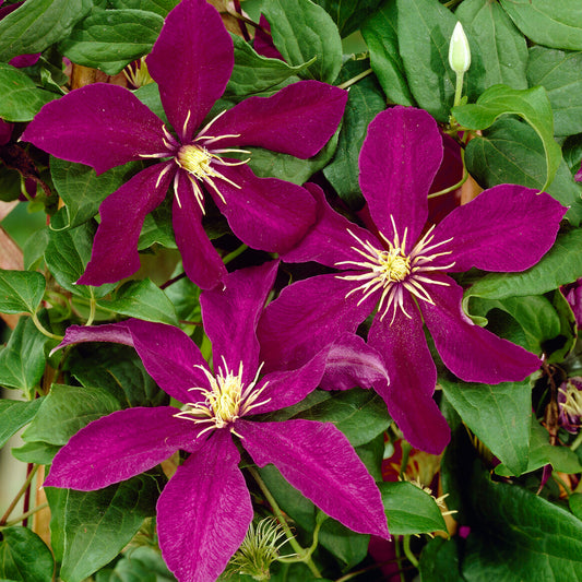 Clematis 'Niobe'